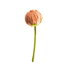 Load image into Gallery viewer, Felted Allium
